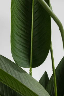 Deko Pflanze Paradise Flowers 190cm