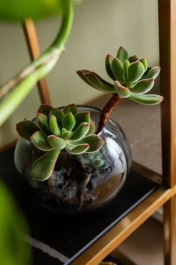 Regal Cesaro 90x170cm