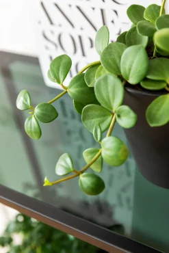 Regal Loft Schwarz 115x195cm